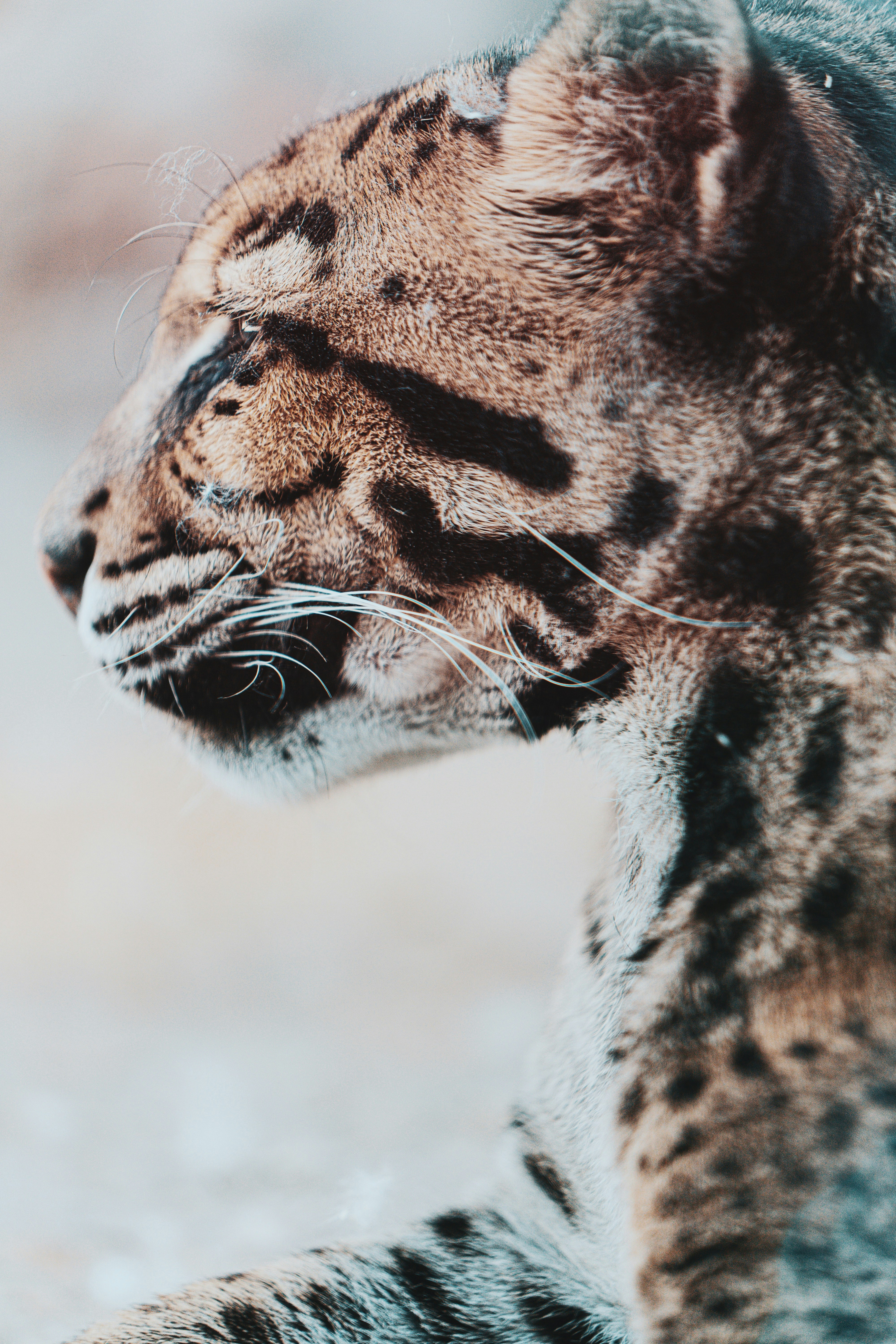 brown and black leopard in close up photography